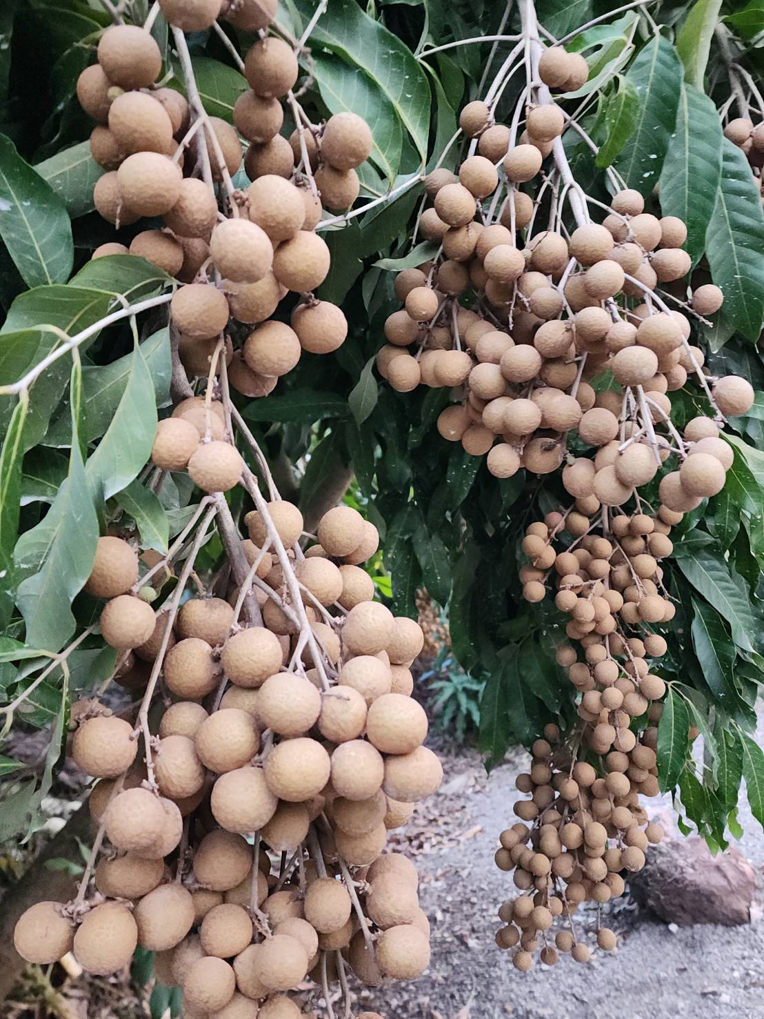 Fresh Tropical Fruits